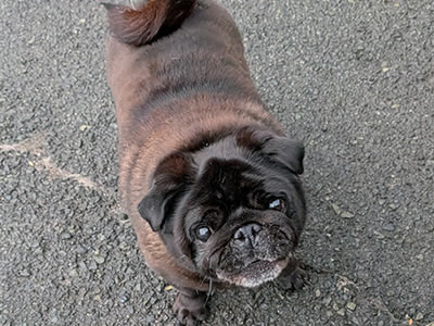 パグ、くまもん