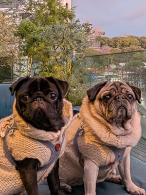 OMO5熊本、熊本城、熊本城稲荷神社