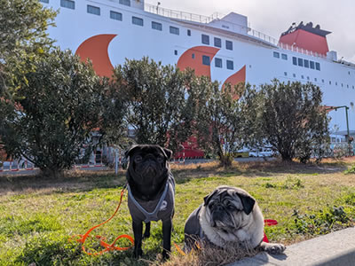 さんふらわぁ、きりしま、大阪港