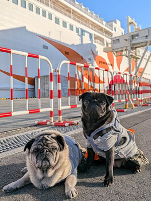 さんふらわぁ、くれない、別府港