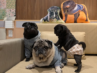 さんふらわぁ、くれない、ウィズペット