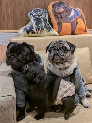 さんふらわぁ、くれない、ウィズペット